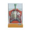 KAR/13015 电动人体呼吸运动模型