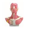 KAR/18228 头、面、颈部解剖和颈外动脉配布模型