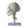 KAR/11111-3 成人头颅骨附颈椎模型