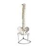 KAR/11105-2脊椎带骨盆附半腿骨模型（可弯曲）