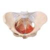 KAR/15106 女性骨盆附盆底肌和神经模型