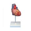 KAR/16007 成人心脏解剖模型，自然大